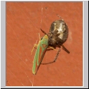 Graphocephala fennahi - Rhododendronzikade 06.jpg